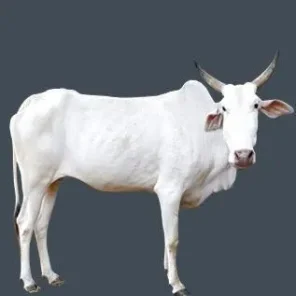 Khilari