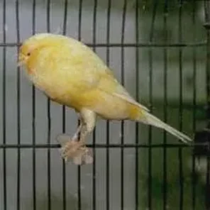 Yorkshire Canary