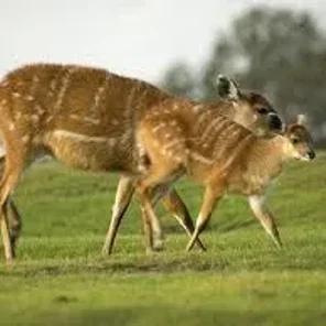Sitatunga