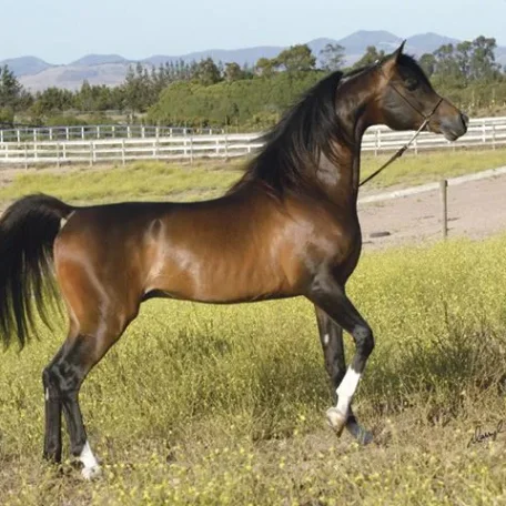 Mazkarade the sire of Luxemere Markezza.
