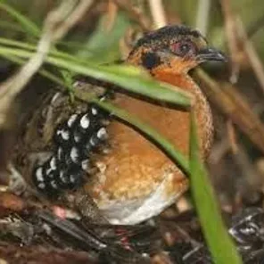 Red-breasted Partridge
