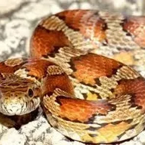 Sneaky Snake