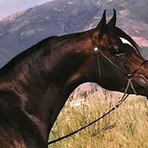 Noble Azpin