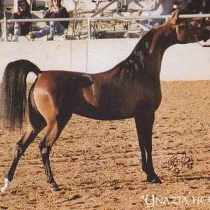 Ynazia HCF