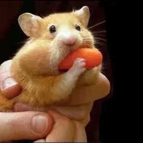 Hamster Joy