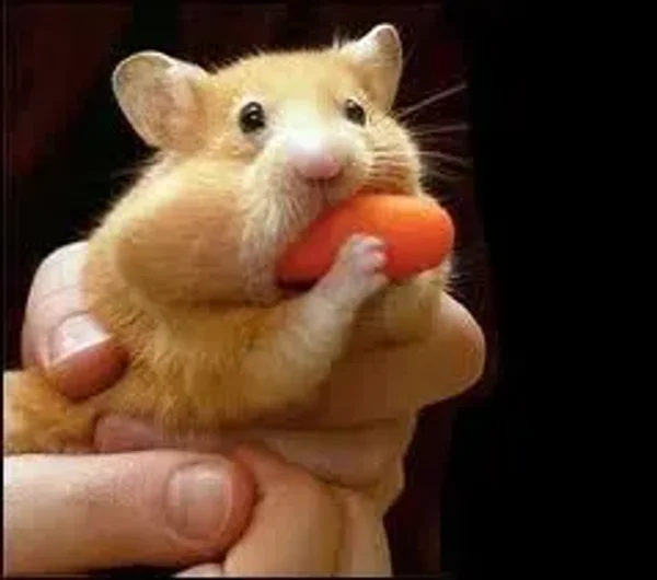 Hamster Joy