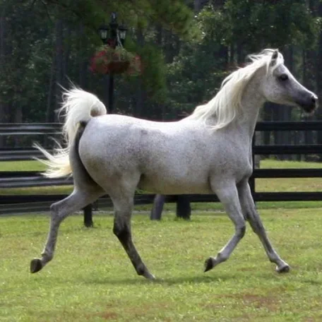 TA Jihana Bey at Luxemere Arabians