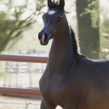 Mistletoe (Al Maliik x Petressa) owned by Suzanne Acevedo and Todd Roberson.
