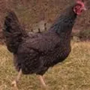 Baheij
