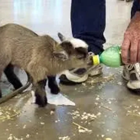 A pygmy goat is a breed of miniature domestic goat. Pygmy goats tend to be kept as pets primarily, though also work well as milk producers and working animals. The pygmy goat is quite hardy and can adapt to virtually all climates.