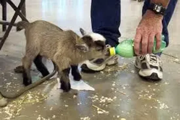 A pygmy goat is a breed of miniature domestic goat. Pygmy goats tend to be kept as pets primarily, though also work well as milk producers and working animals. The pygmy goat is quite hardy and can adapt to virtually all climates.