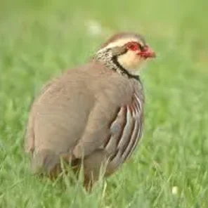 Partridges