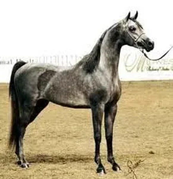 Falcon BHF