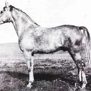 Razada