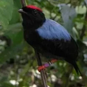 Lance-tailed