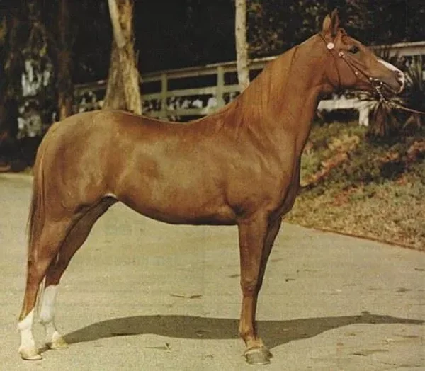 
QUEEN MARGARETTA #31927 (*Prince Zaim x Zammara, by Ankar) 1965-1986 chestnut mare

Dam of JA MAGNIFICAT++