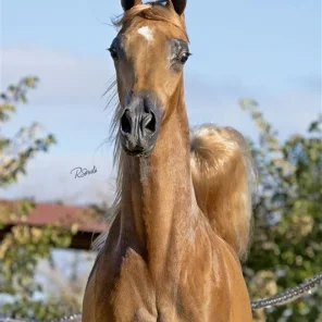 Luxemere Tulio