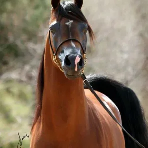 Muhajer BVA