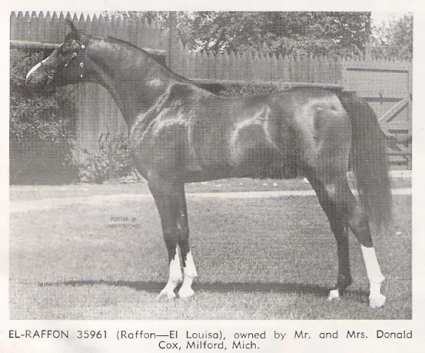EL-RAFFON