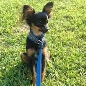 Chion (Designer Dog)