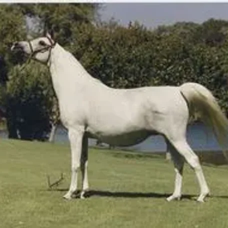 Gaffi runs strong in the present day program of Gainey Arabians being the dam line on current herd-sire Gai Monarch, 2001 Canadian National Champion Stallion and U.S. Top Ten Stallion, a son of Ferzon son Gai Parada and Gai Dream daughter, Gaishea.