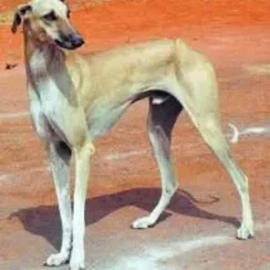 Chippiparai