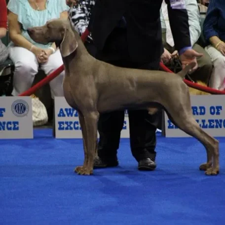 AKC Dog Show
