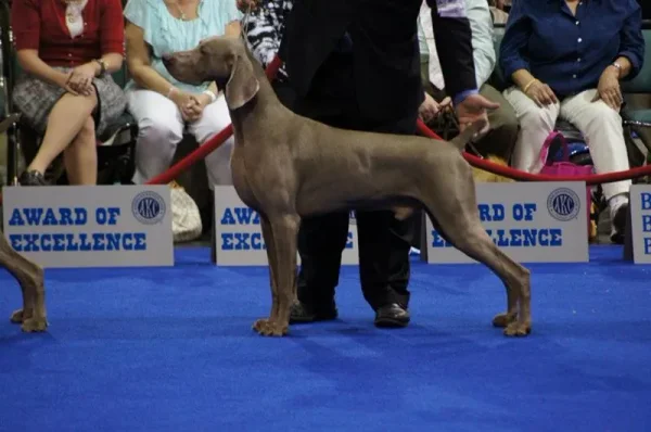 AKC Dog Show