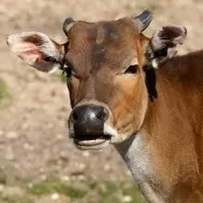 The Banteng