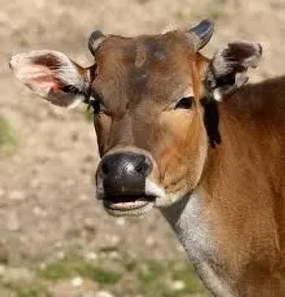 The Banteng