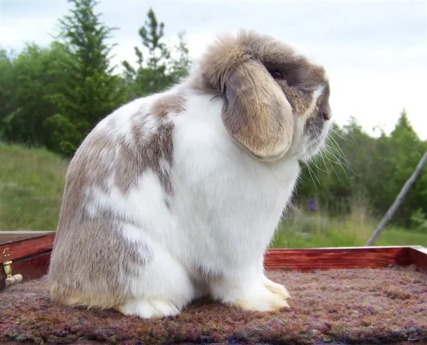 Bunny Trek Rabbitry