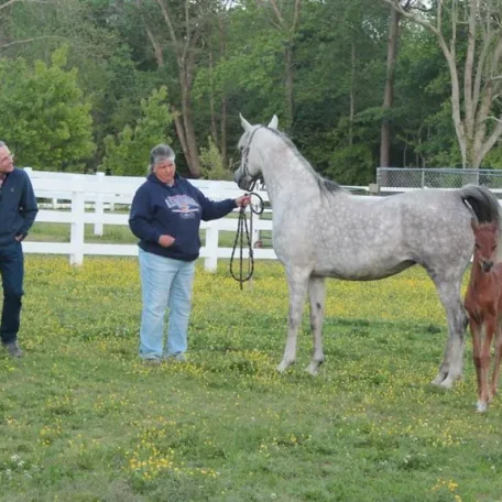 I was visiting with my dear friends Ray and Marilyn owners of Winning Edge Arabians and Rob got these photos of Ray showing me her new foal out of Feme Jolie WEA…This mare just gets more and more beautiful each year!