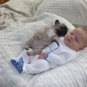 French Bulldog - Frenchie - # 9 Favorite Breed