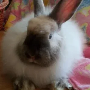 Miss BoPeep
