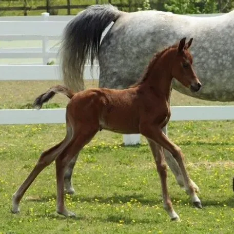 2013 Bay Colt bred by Winning Edge Arabians.