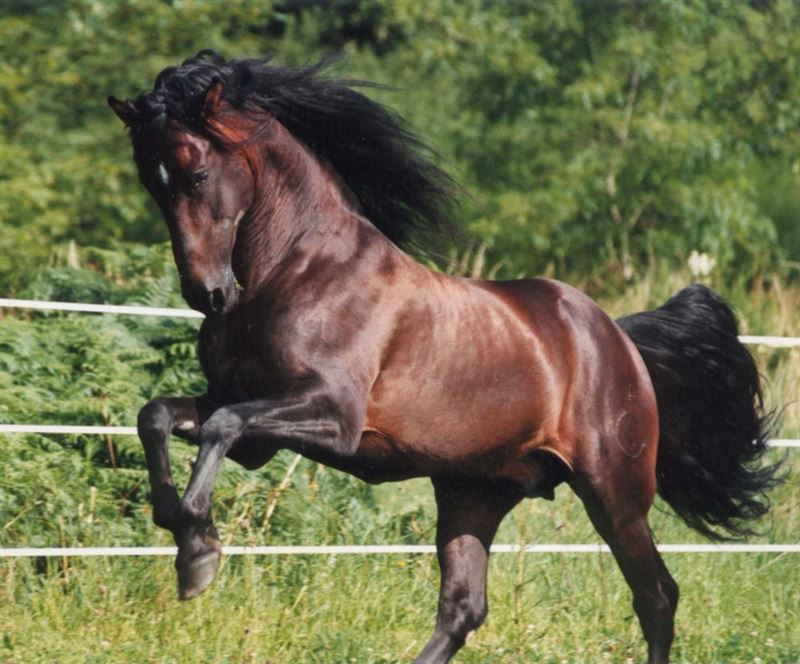 The Big Horse from Mexico!