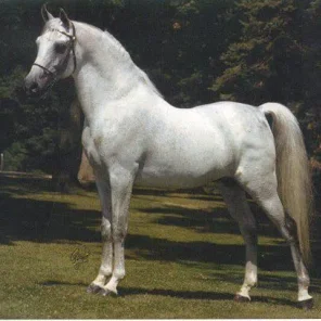 IBN FA-SERR