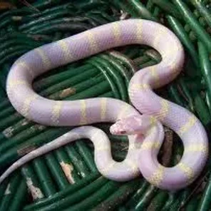 Kingsnake Morph