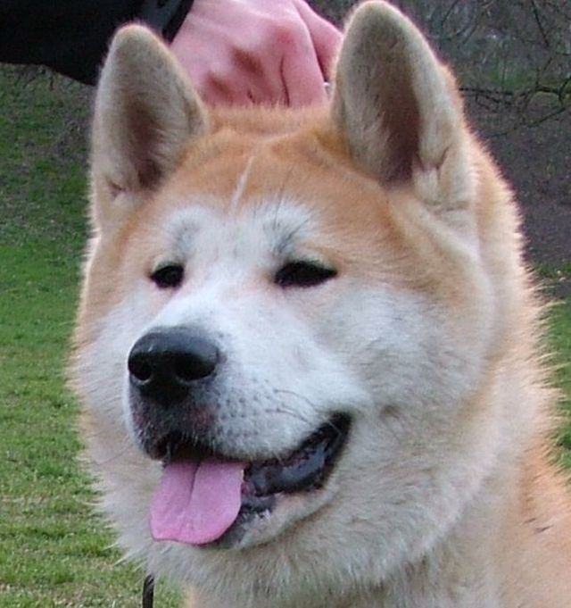 Akita