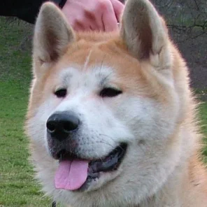 Akita