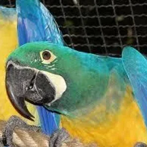 Caloshua