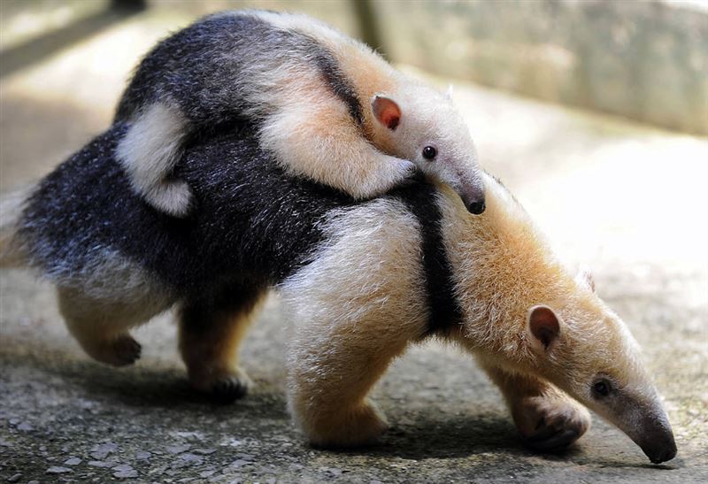 Giant Anteaters