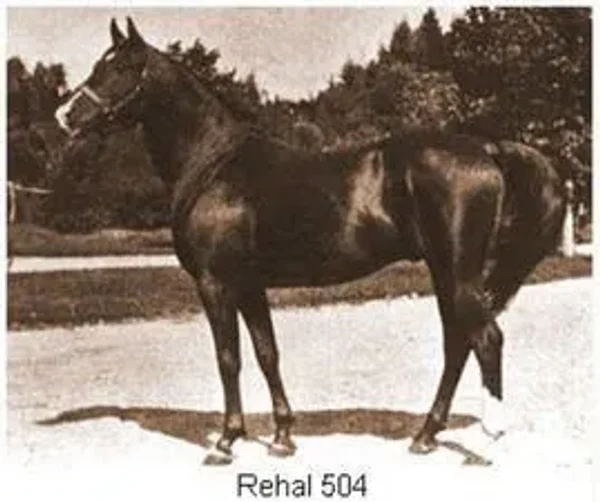 REHAL