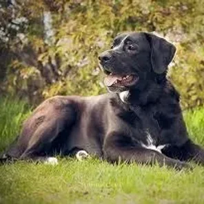 Labernese (Designer Dog)
