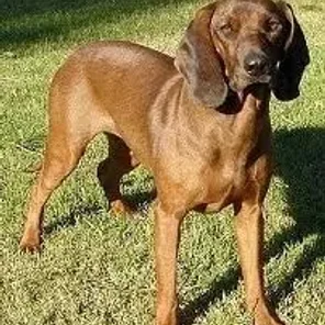 Bavarian Mountain Hound