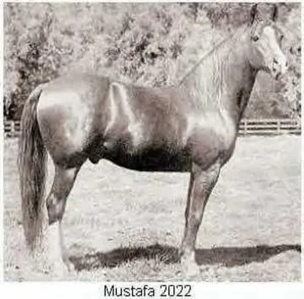 MUSTAFA