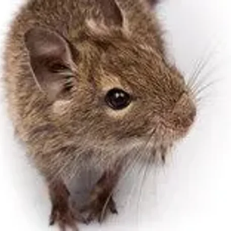 Creative Creatures: 10 Animals That Use Tools