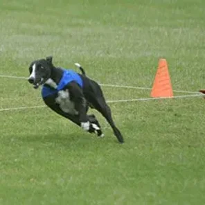 COURSING ABILITY TEST II