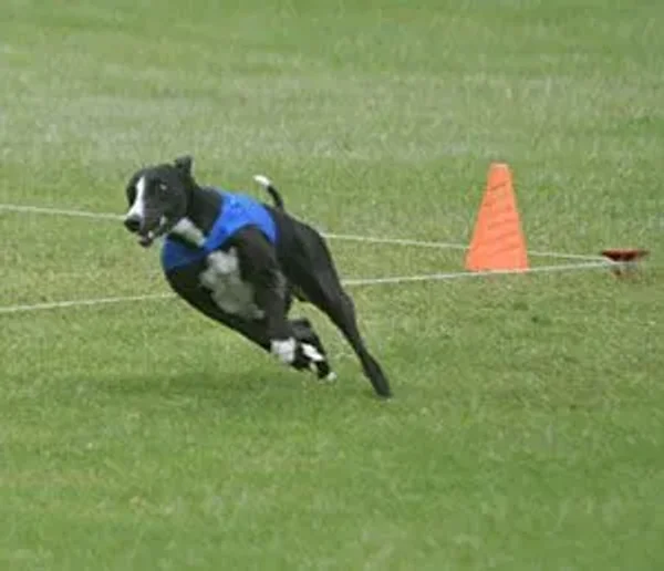 Lure Coursing
