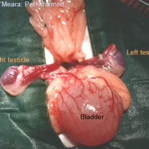 Cryptorchidism (Undescended Testicles) in Horses